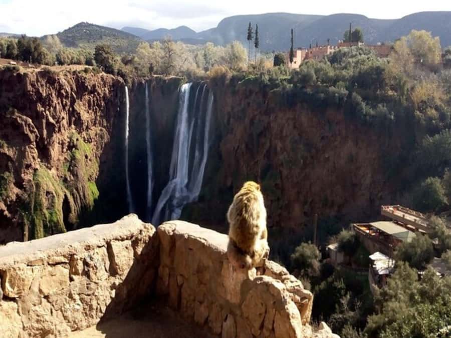 Marrakesh: Ouzoud Waterfalls Trip with Hike & Boat Option - Who will enjoy this day trip most?