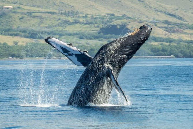 Maui: Original Sunset Cruise with Open Bar from Ka’anapali Beach - What is served at the open bar