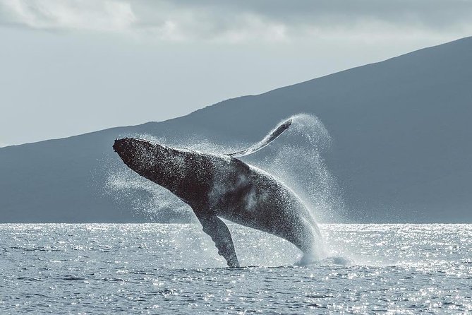 Maui: Original Sunset Cruise with Open Bar from Ka’anapali Beach - Is $127.31 a fair price?