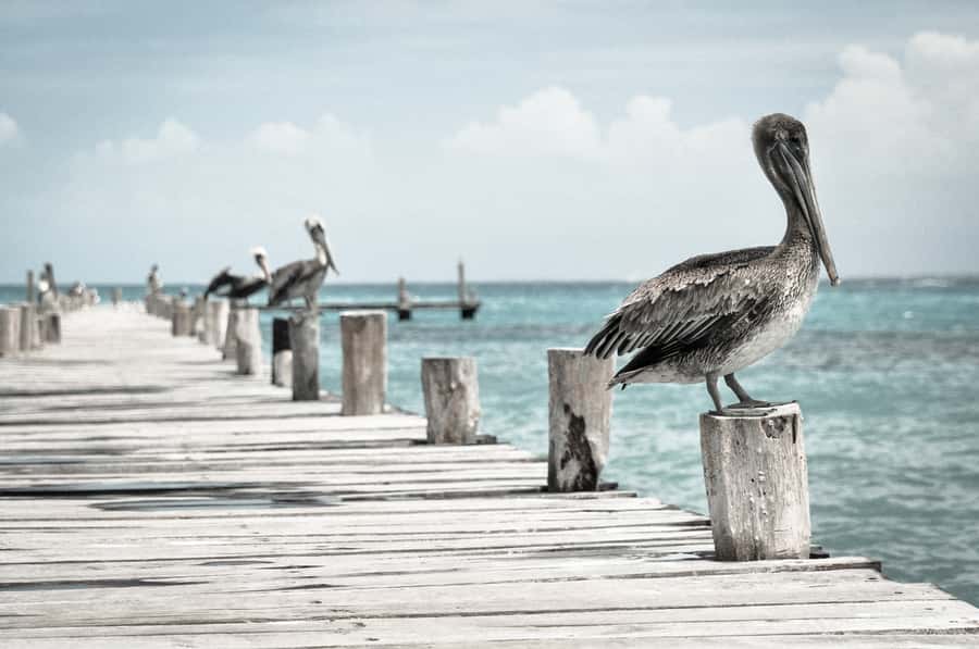 Miami: Key West Dolphin Watch or Snorkel Boat with pickup - Should you book it?