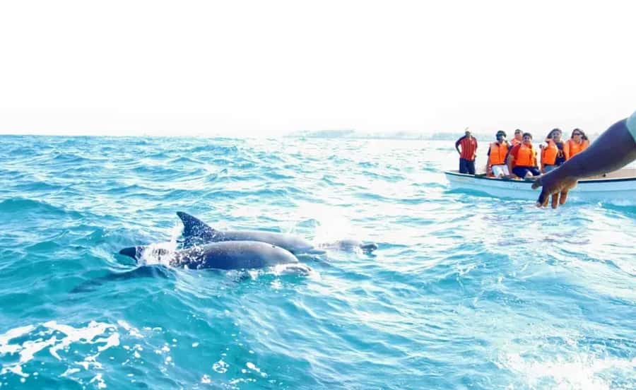 Miami: Key West Dolphin Watch or Snorkel Boat with pickup - The three-hour snorkel trip