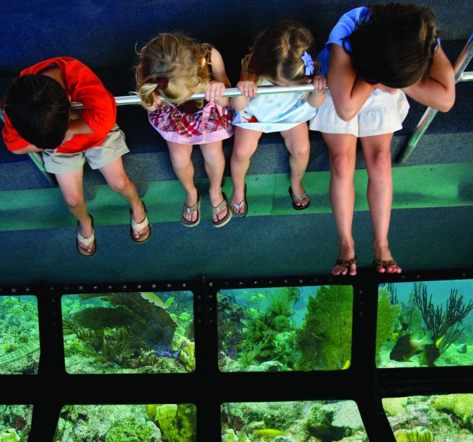 Miami: Key West Dolphin Watch or Snorkel Boat with pickup - What the $63 price means