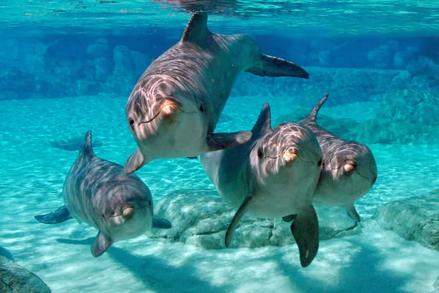 Miami: Key West Dolphin Watch or Snorkel Boat with pickup - Who should book this Key West day?