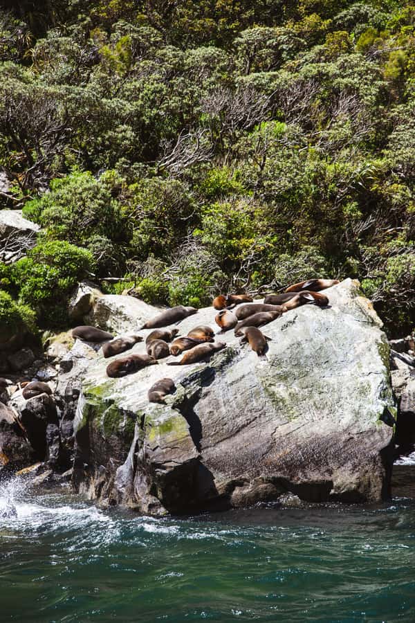 Milford Sound: 2-Hour Small Boat Scenic Cruise - What to pack for the two-hour cruise