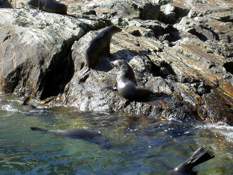 Milford Sound: Boutique Small-Boat Cruise - Timing, parking, and getting to the terminal