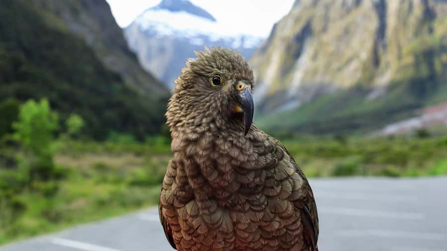 Milford Sound: Boutique Small-Boat Cruise - Who will get the most from this cruise