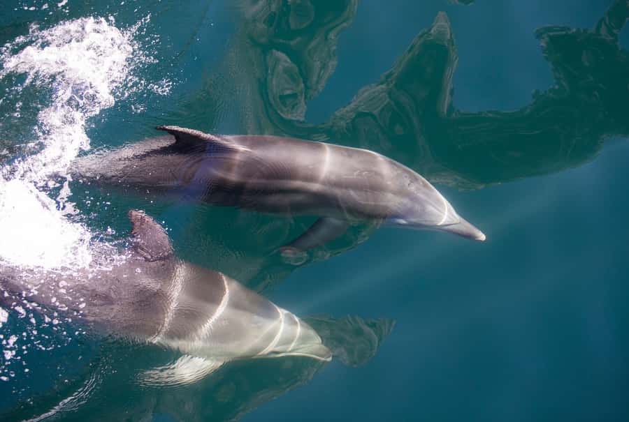 Milford Sound: Nature Cruise - Grand Views & Optional Lunch - Key points at a glance