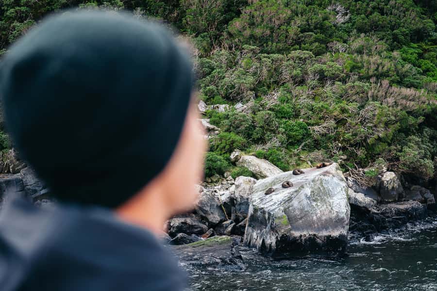 Milford Sound: Nature Cruise on a Modern Catamaran - Close encounters with wildlife