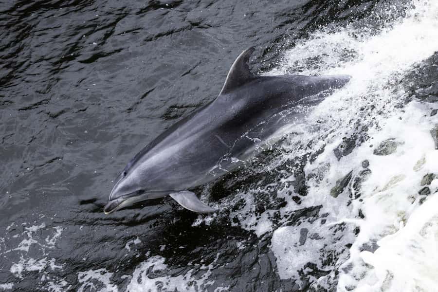 Milford Sound: Wildlife & Nature Cruises - The first stretch: cliffs, rock walls, and waterfalls