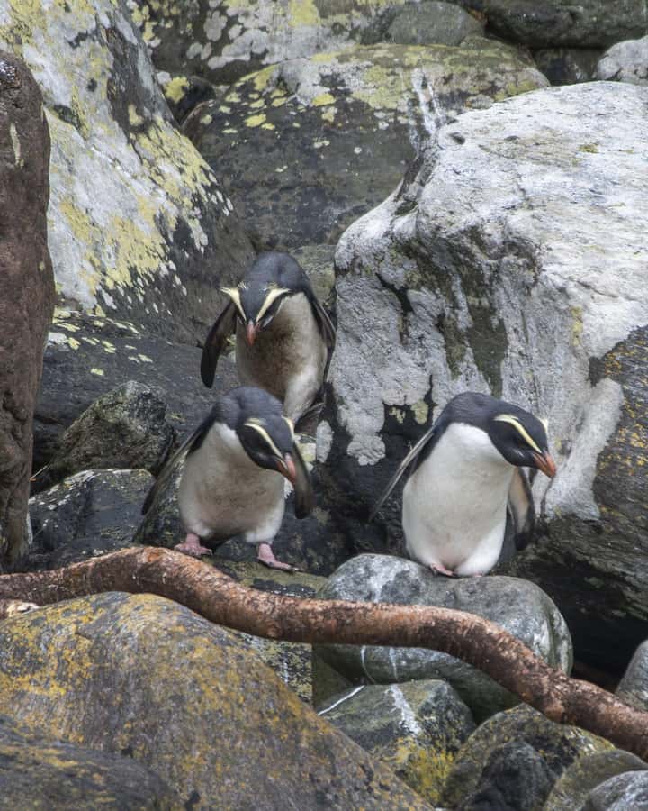 Milford Sound: Wildlife & Nature Cruises - What is available onboard