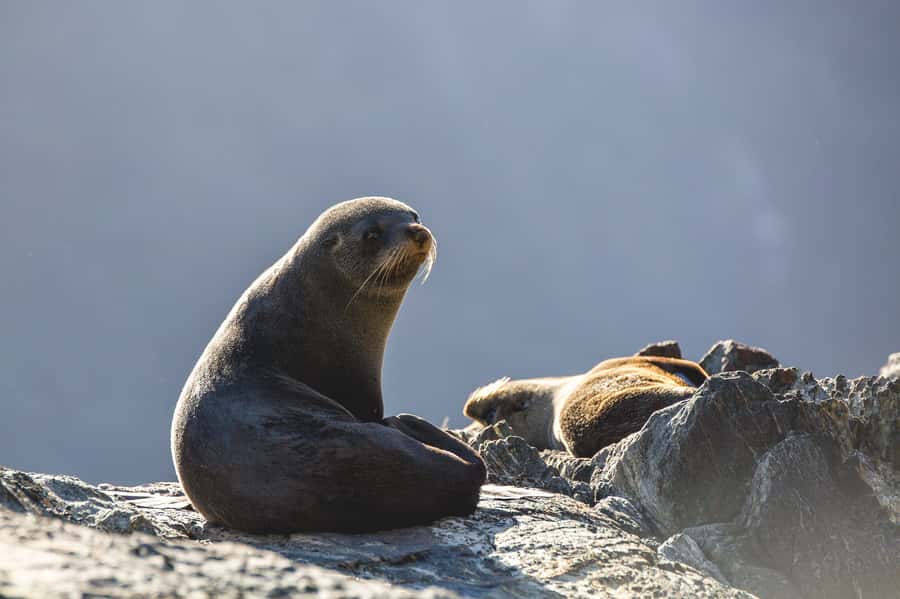Milford Sound: Wildlife & Nature Cruises - Should you book the Milford Sound Wildlife and Nature Cruise?