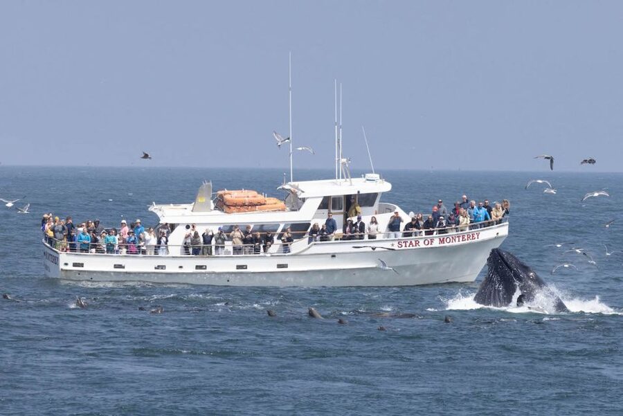 Monterey: Monterey Bay Dolphin and Whale Watching Boat Tour - The First Wildlife Appears Near the Harbor