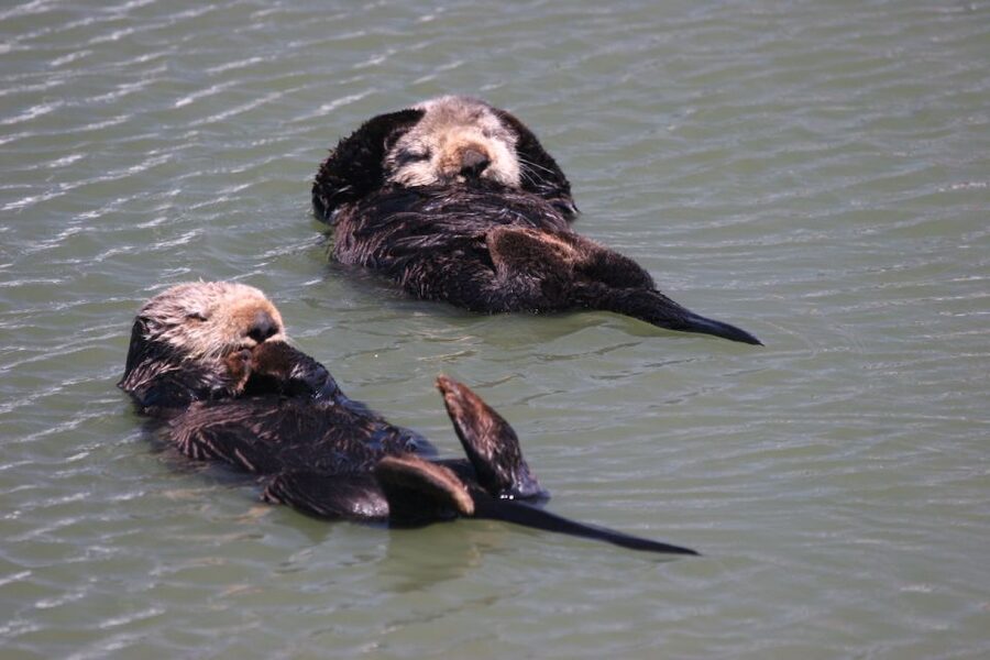 Monterey: Monterey Bay Dolphin and Whale Watching Boat Tour - Dolphins, Orcas, and the Surprise Factor
