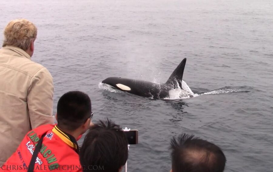 Monterey: Monterey Bay Dolphin and Whale Watching Boat Tour - What the Guides Add to the Experience