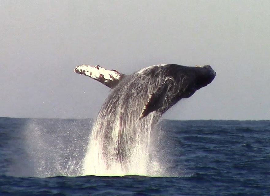 Monterey: Monterey Bay Dolphin and Whale Watching Boat Tour - Who Will Get the Most from This Cruise?