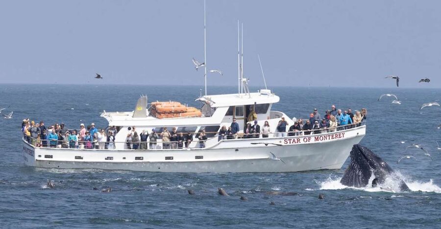 Monterey: Monterey Bay Dolphin and Whale Watching Boat Tour - Searching the Open Bay for Humpbacks