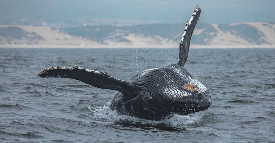 Monterey: Sunset Whale Watching Cruise with A Guide - Leaving Monterey Wharf for the open bay