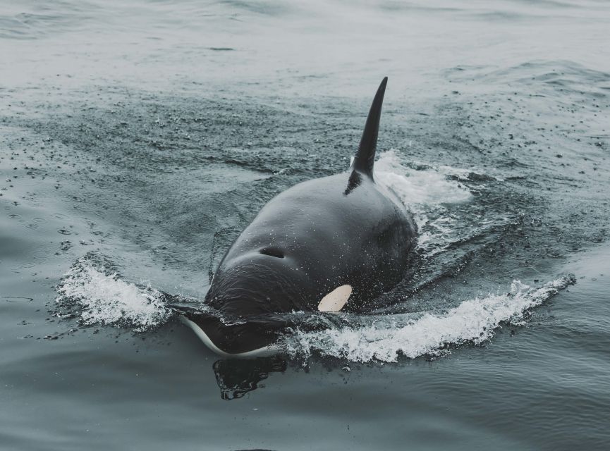 Monterey: Sunset Whale Watching Cruise with A Guide - What the naturalist adds to the ride
