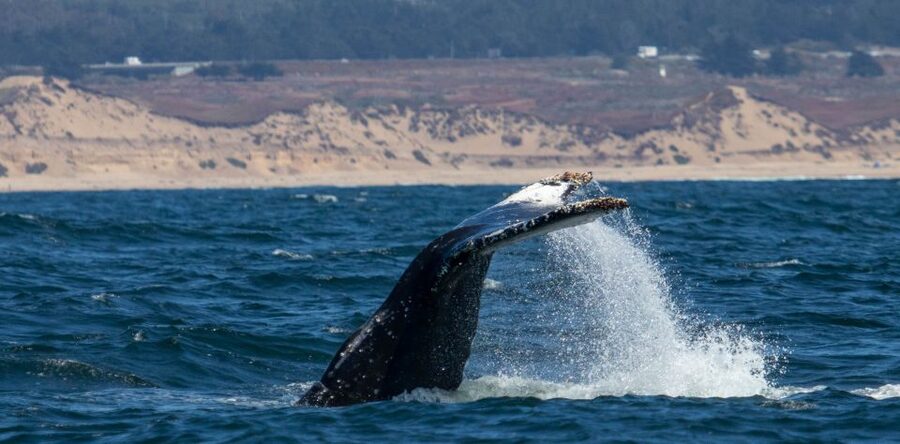 Monterey: Sunset Whale Watching Cruise with A Guide - Is the $75 price good value?