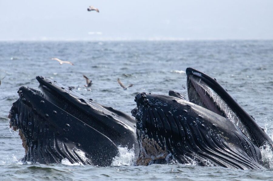 Monterey: Sunset Whale Watching Cruise with A Guide - Comfort, seasickness, and who should skip it