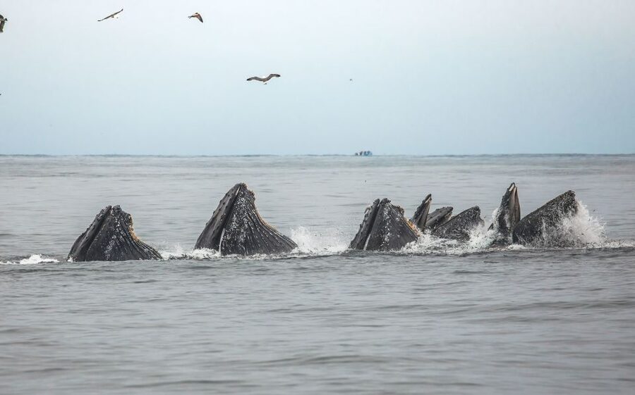 Monterey: Sunset Whale Watching Cruise with A Guide - A practical plan for the day