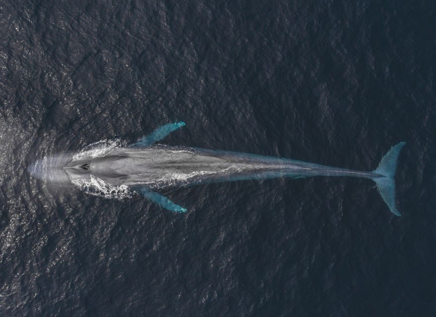 Monterey: Sunset Whale Watching Cruise with A Guide - Should you book the Monterey sunset whale cruise?