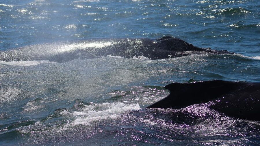 Monterey: Sunset Whale Watching Cruise with A Guide - FAQ