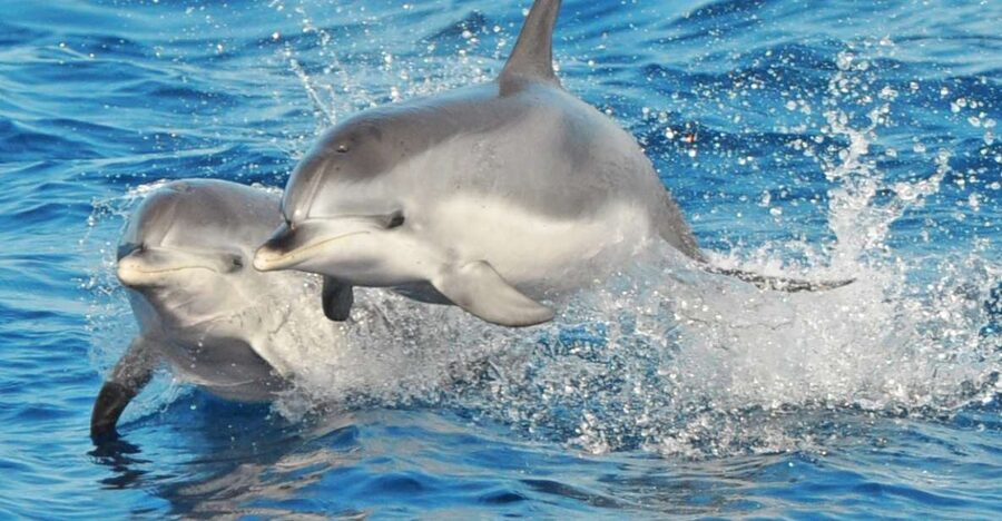 Morro Jable: Dolphin & Whale Watching Cruise, Drinks & Swim - Key points to know before booking