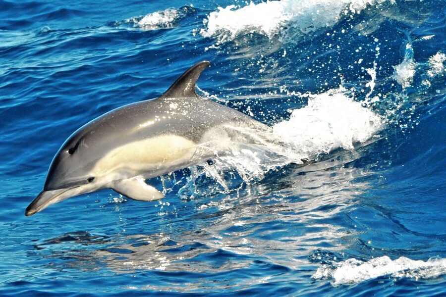 Morro Jable: Dolphin & Whale Watching Cruise, Drinks & Swim - Who should book the Magic Dolphin cruise?