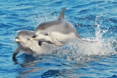 Dolphin & Whale Watching Cruise, Drinks & Swim