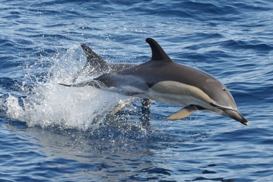 Morro Jable: Dolphin & Whale Watching Cruise, Drinks & Swim - The guide makes the difference