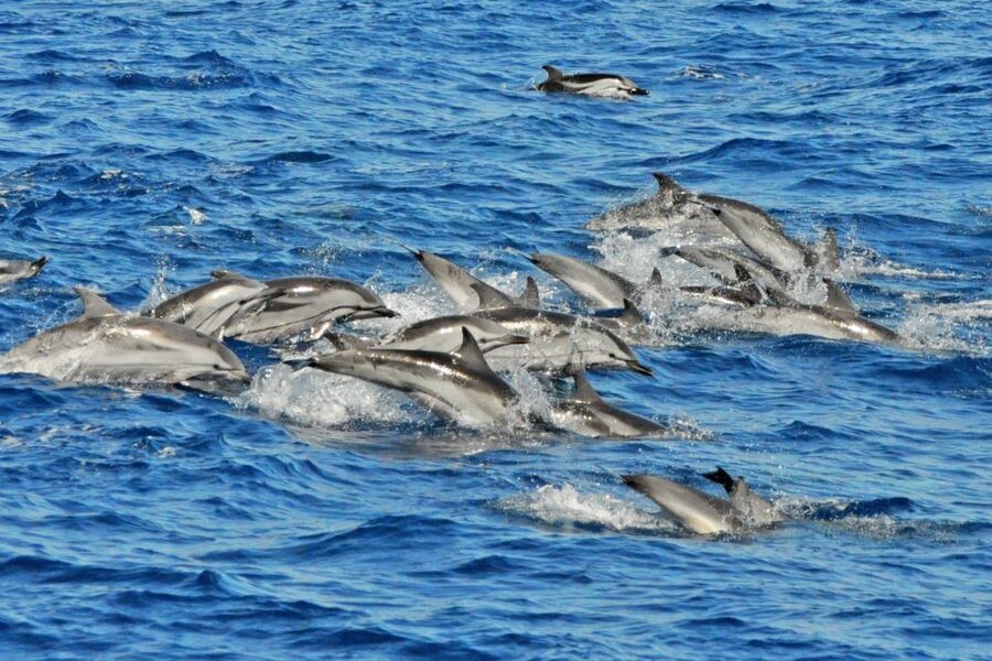 Morro Jable: Dolphin & Whale Watching Cruise, Drinks & Swim - Drinks, sea air, and the Jandia swim stop