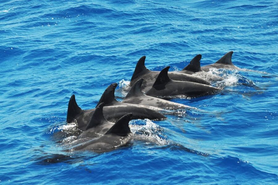 Morro Jable: Dolphin & Whale Watching Cruise, Drinks & Swim - Resort pickup or meeting at the port