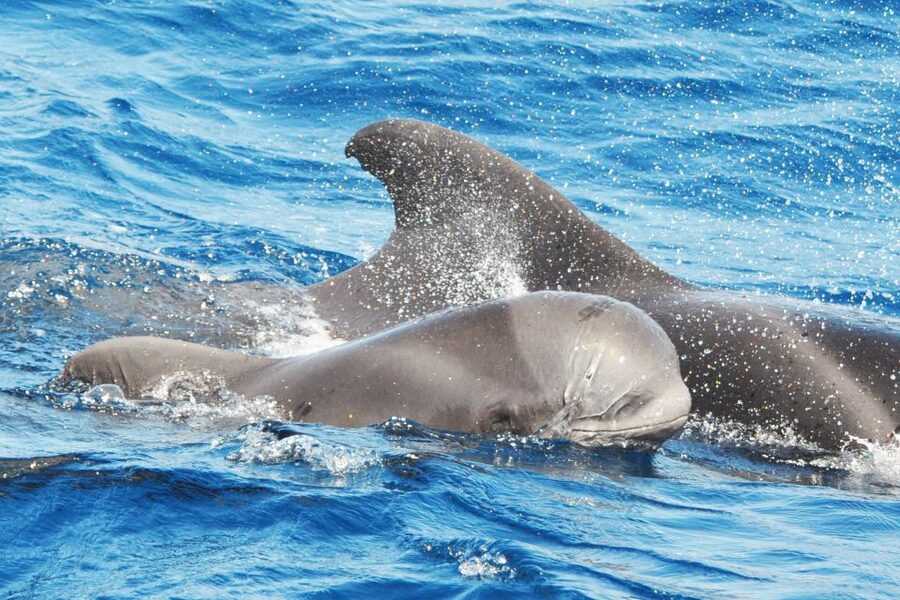Morro Jable: Dolphin & Whale Watching Cruise, Drinks & Swim - Is $58 a fair price?