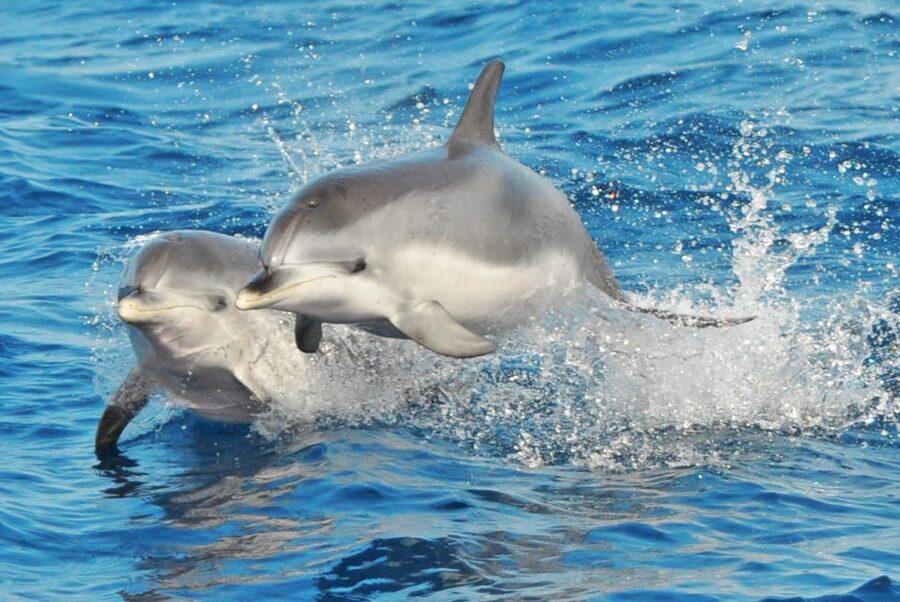 Morro Jable: Dolphin & Whale Watching Cruise, Drinks & Swim - Searching the Fuerteventura coast for dolphins