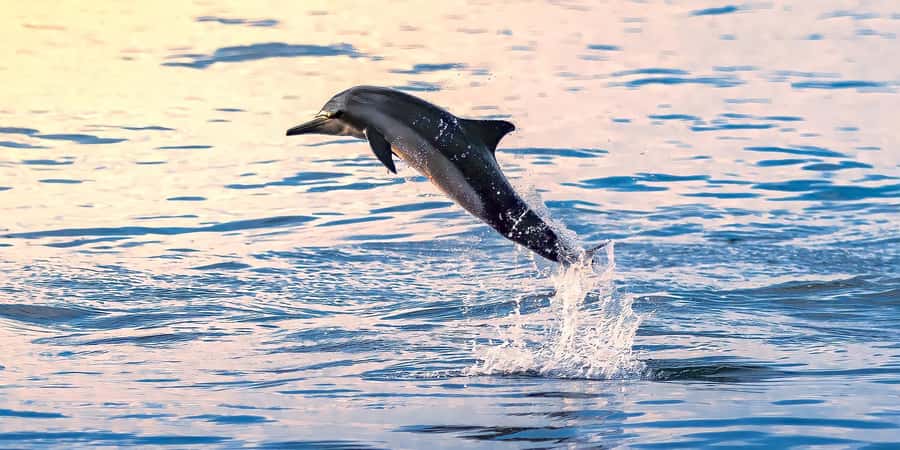 Muscat: Dolphin Watching Boat Tour - Key points at a glance