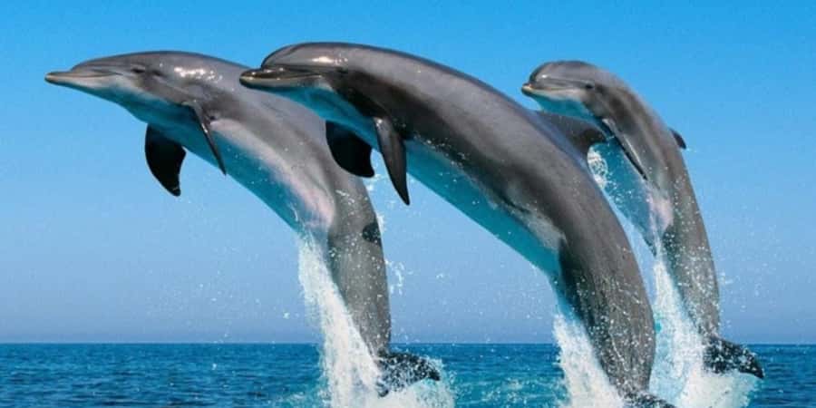 Muscat: Dolphin Watching Boat Tour - The boat ride into the Arabian Sea