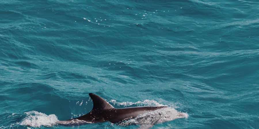 Muscat: Dolphin Watching Boat Tour - Starting at Marina Bandar Al Rowdha