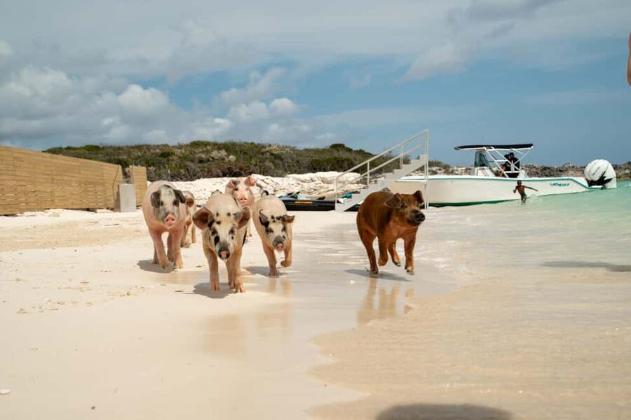 Nassau: Swimming Pigs, Snorkeling, Lunch, & Beach Boat Tour - Should you book this swimming pigs tour?