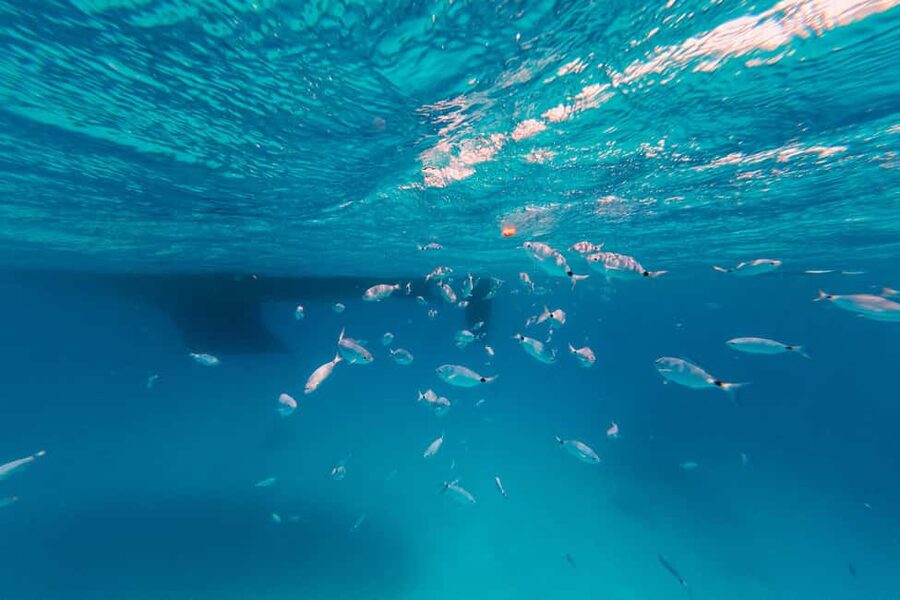 Naxos: Sailing Cruise with Lunch & Drinks - Three swim stops around Naxos and Paros