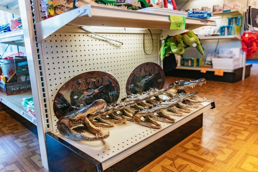 New Orleans: Guided Swamp Cruise by Tour Boat - Practical advice for a better outing