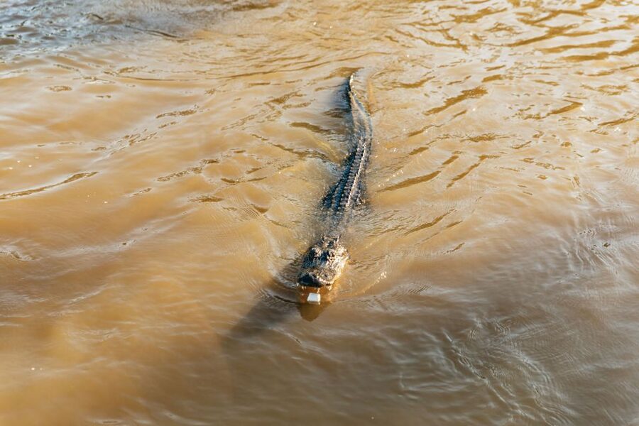 New Orleans: Guided Swamp Cruise by Tour Boat - Boarding a covered boat with room to move