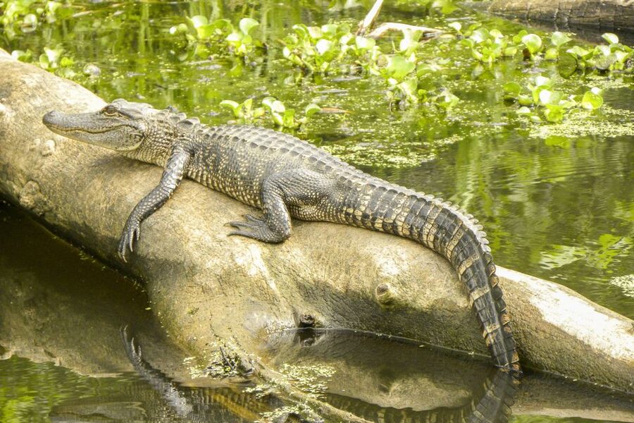 New Orleans Manchac Bayou Swamp Cruise W/ Optional Pick-Up - Key points at a glance