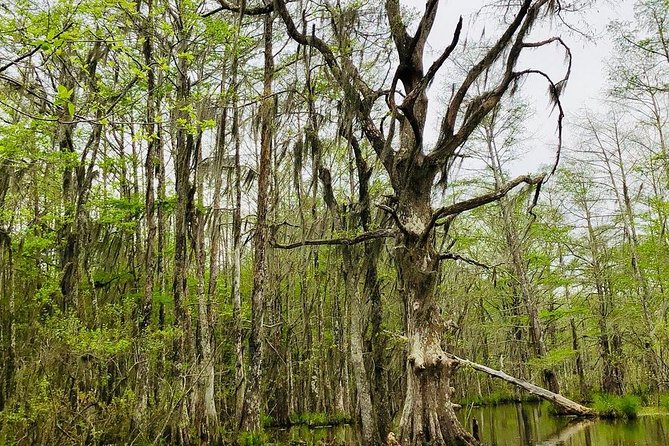 New Orleans Self-Transport Swamp and Bayou Boat Tour - Why Honey Island Swamp is worth the drive from New Orleans