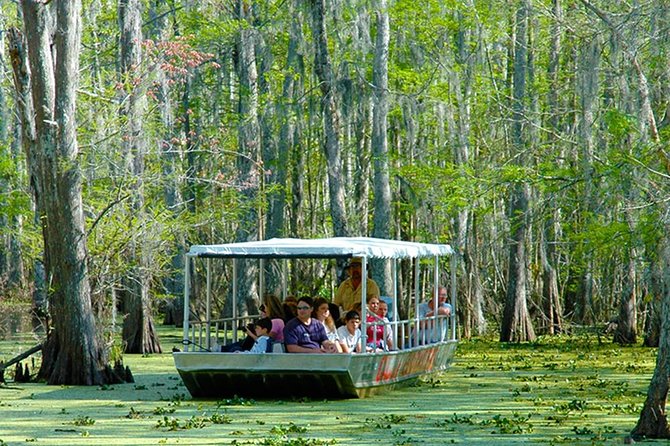 New Orleans Self-Transport Swamp and Bayou Boat Tour - Through the swamp: alligators, birds, and quiet water