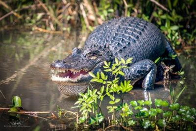 Transport Swamp and Bayou Boat Tour