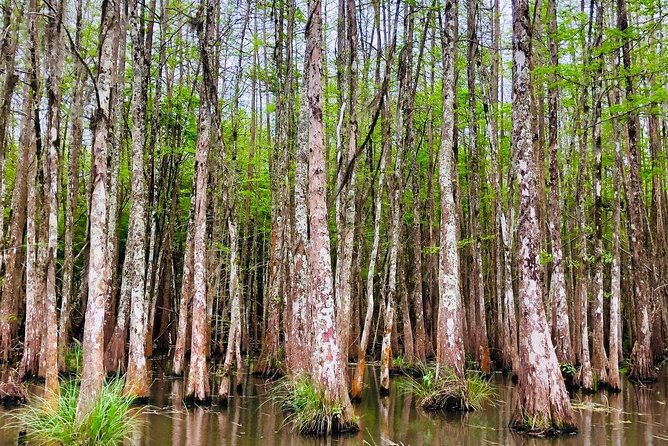 New Orleans Self-Transport Swamp and Bayou Boat Tour - Cajun life beyond the wildlife show