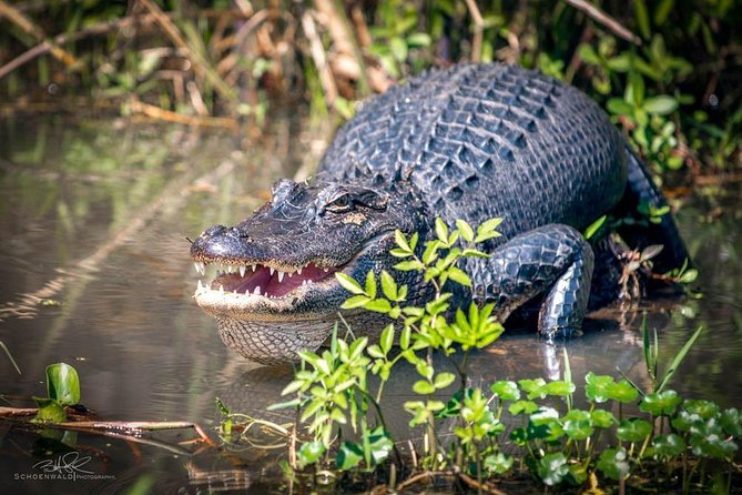 New Orleans Self-Transport Swamp and Bayou Boat Tour - Boarding the 22-passenger boat