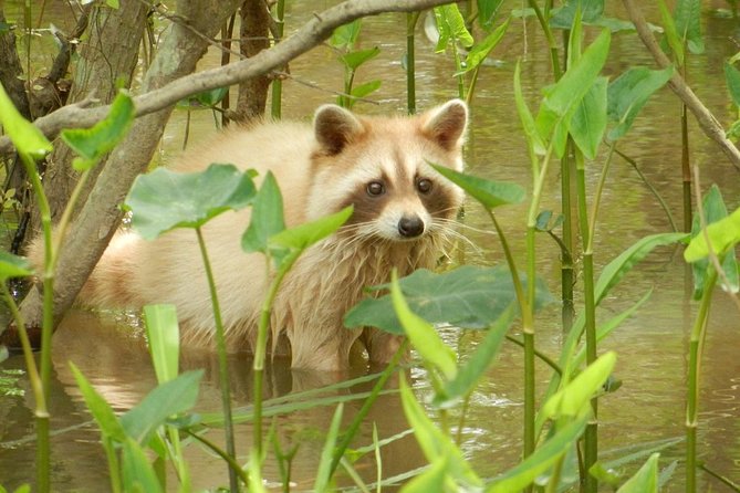 New Orleans Swamp and Bayou Boat Tour with Transportation - How to prepare for the five-hour day
