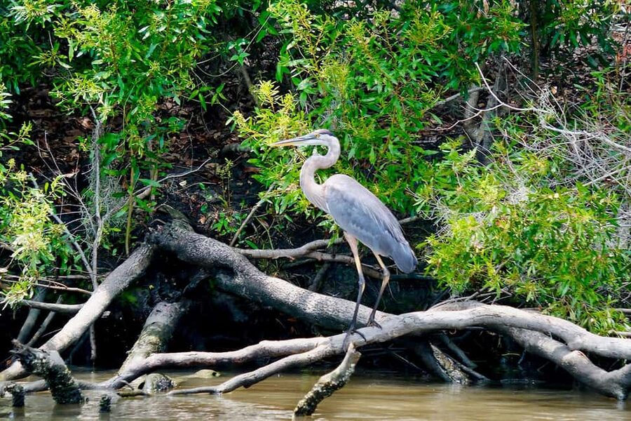 New Orleans: Swamp Boat Ride & Oak Alley Plantation Tour - From plantation grandeur to Manchac Swamp